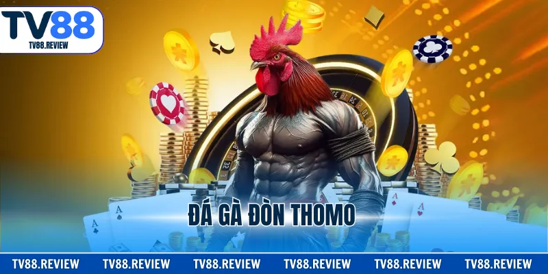 Đá Gà Đòn Thomo TV88 - Tận Hưởng Hàng Loạt Trận Chiến